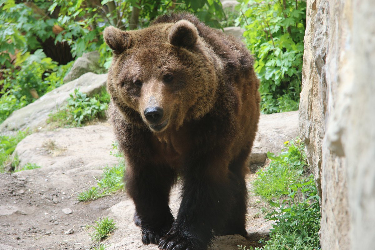 곰, 늑대, 스라소니 방사장